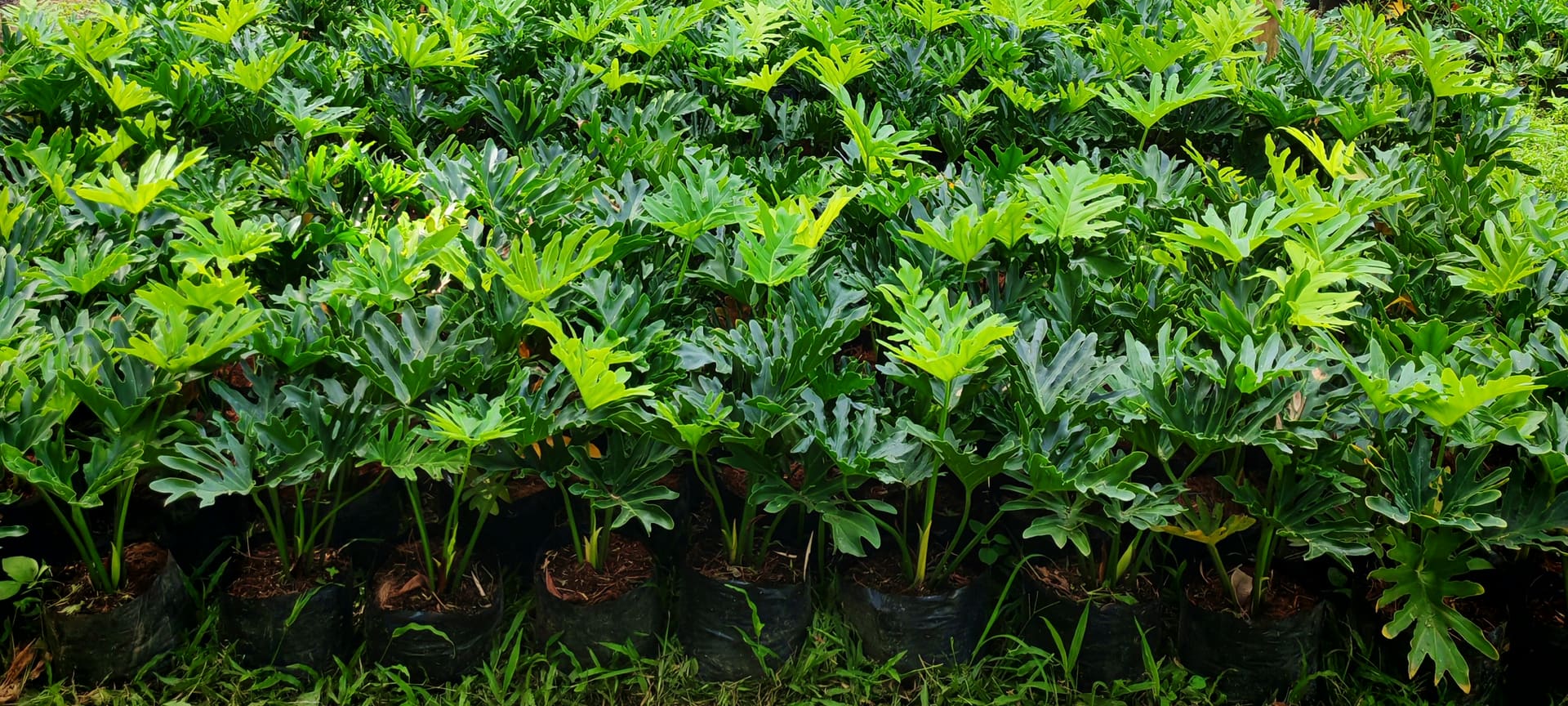 Garden ni Chai nursery — rows of Selloum plants